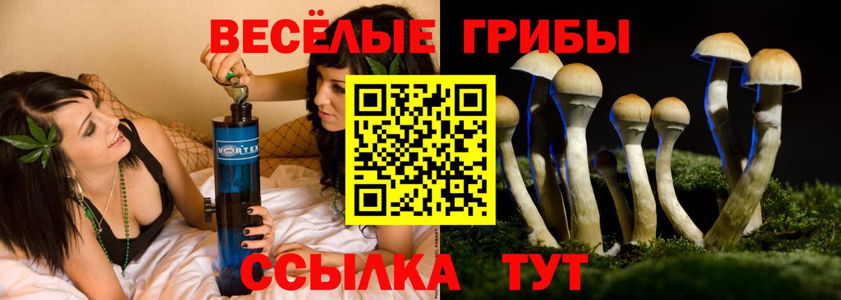 Галлюциногенные грибы Psilocybe  Галлюциногенные грибы Psilocybe  купить наркотик  Вход с VPN  Курганинск 